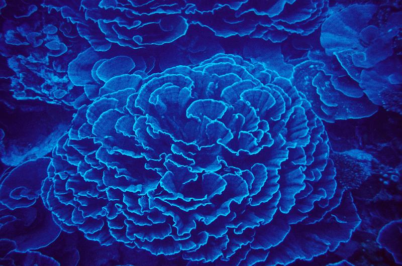 PF Moorea Pachyseris speciosa 1993.jpg